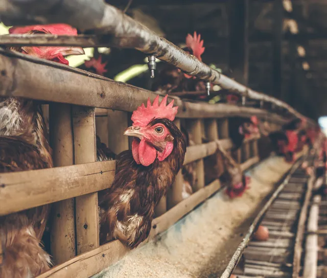 Climate-stable livestock farm with solar ventilation